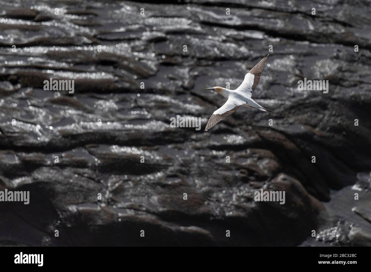 panorama aereo di volo australasian gannet in luce estiva sera, il suo piumaggio bianco che fa un bel contrasto con le rocce nere bagnati e lucenti su Foto Stock