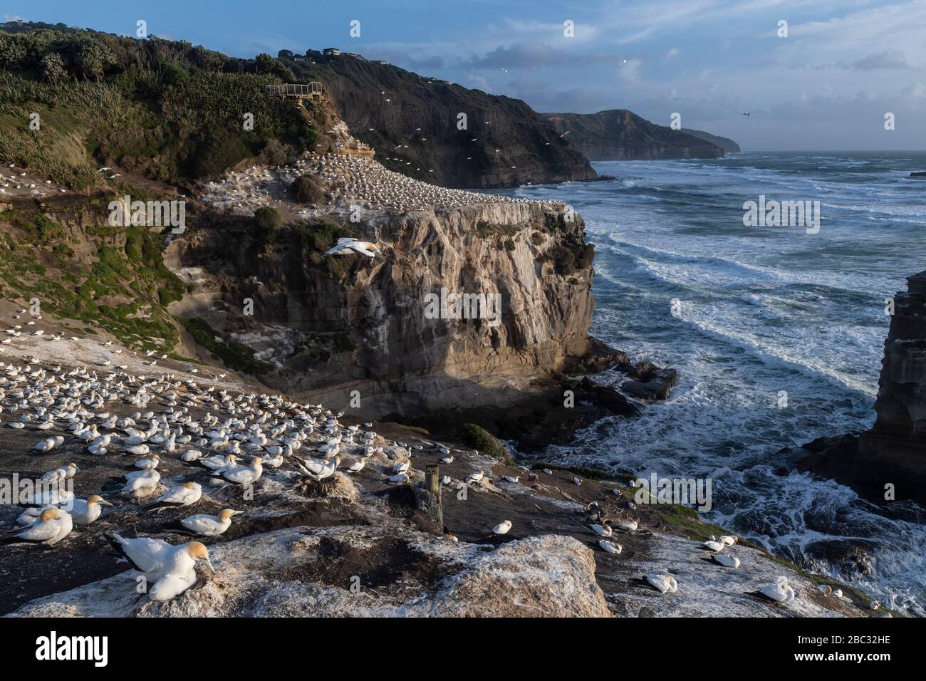 Foto del paesaggio al tramonto alba che mostra le scogliere lungo la costa di New Zealands isola nord a Muriwai spiaggia, con nido di gannet del aus Foto Stock