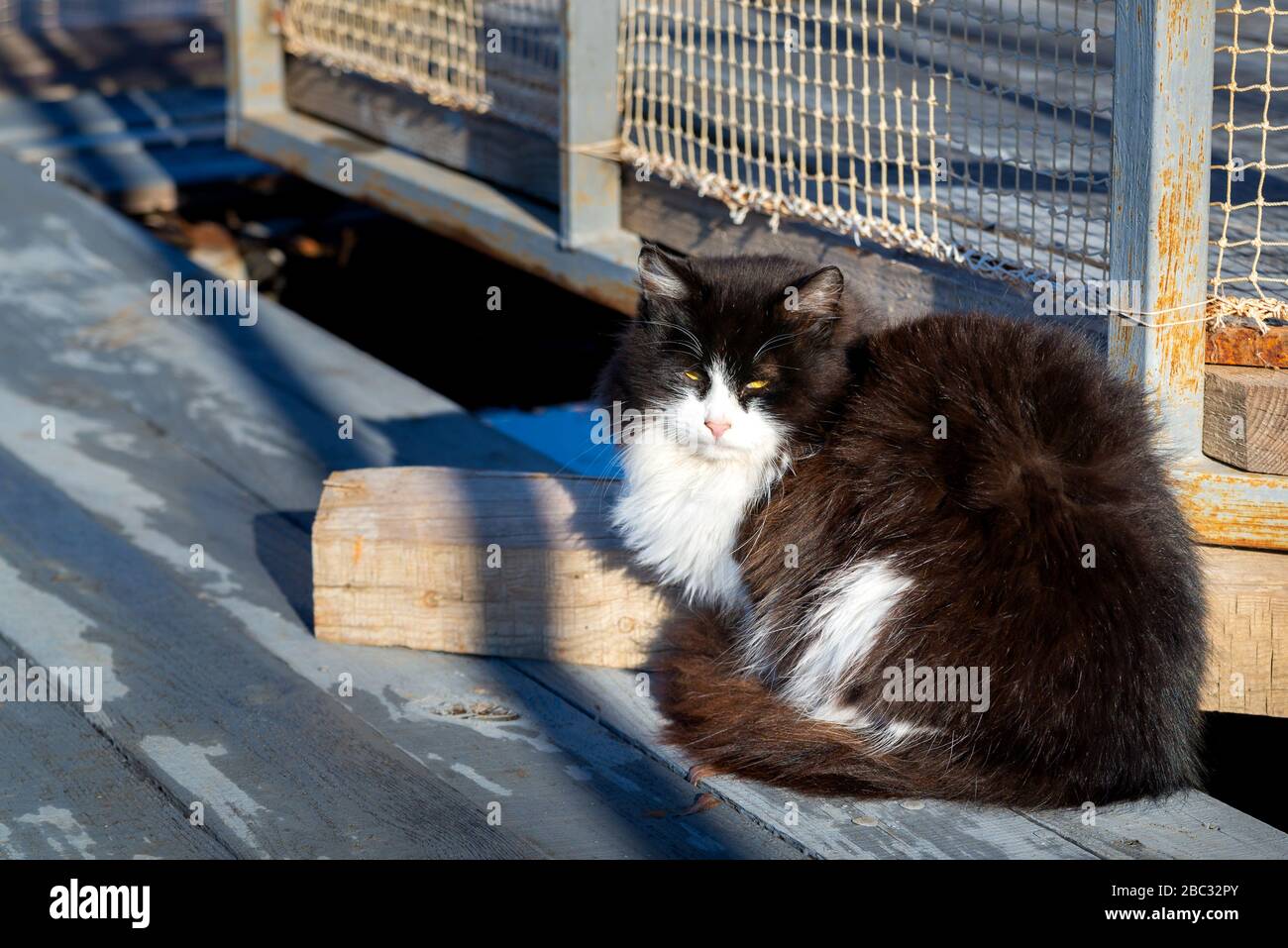 Gatto di colore bianco e nero sotto il sole. Foto Stock