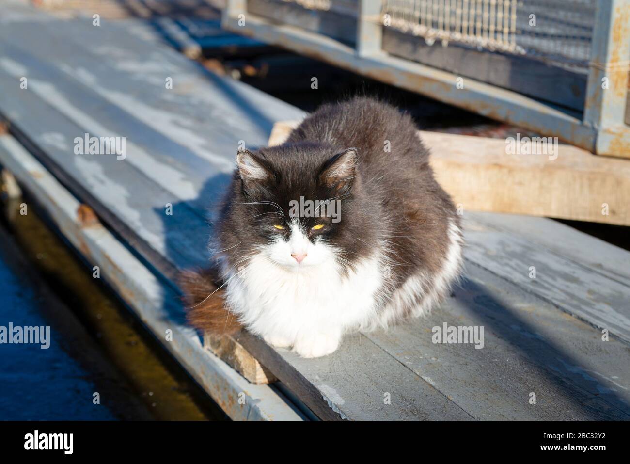 Gatto di colore bianco e nero sotto il sole. Foto Stock