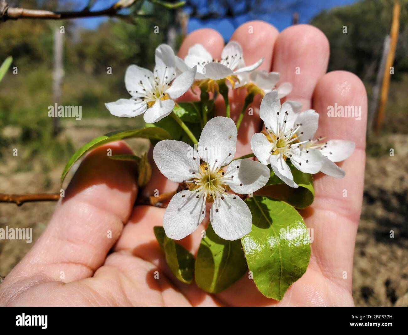 Mano d'uomo con fiori di frutta di pera primaverile, vista dettagliata del pistil di closeup, natura Foto Stock