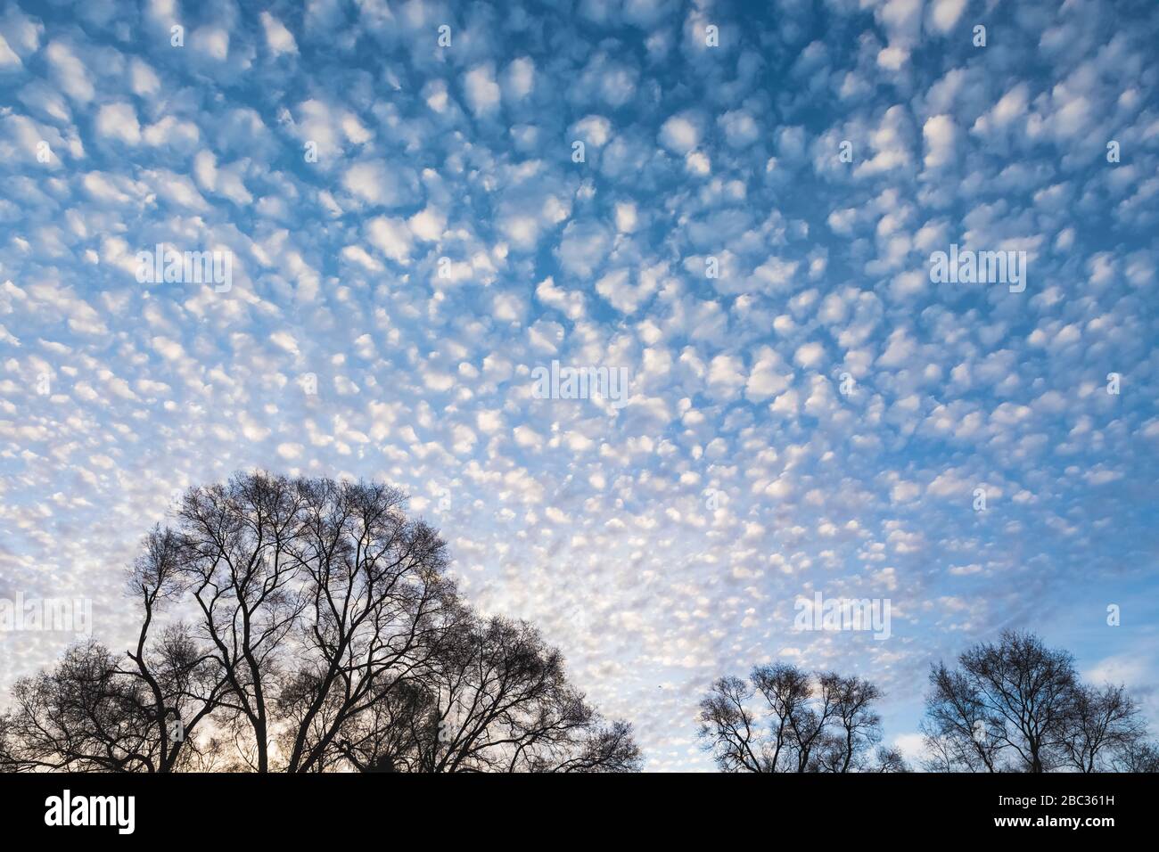 Popcorn nubi, conosciute anche come cirrocumulus nubi, su alberi in una mattinata invernale a Battle Creek, Michigan, USA Foto Stock