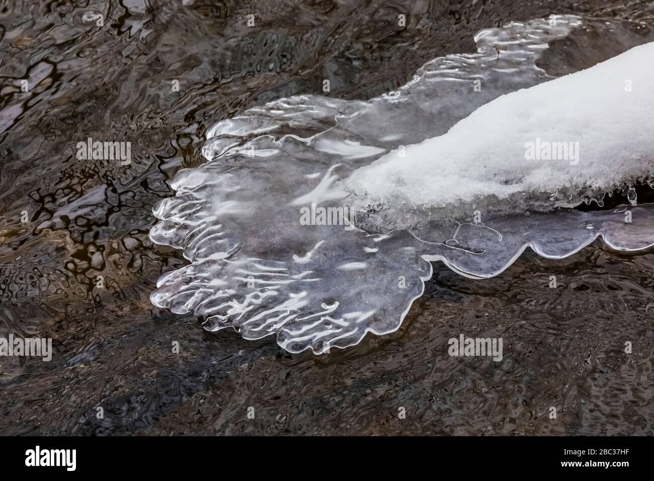 Il ghiaccio si accumula durante un periodo di tempo freddo su rami e tronchi di alberi nel fiume Chippewa, il Parco Naturale di Deerfield, il Monte Pleasant, Michigan, U. Foto Stock