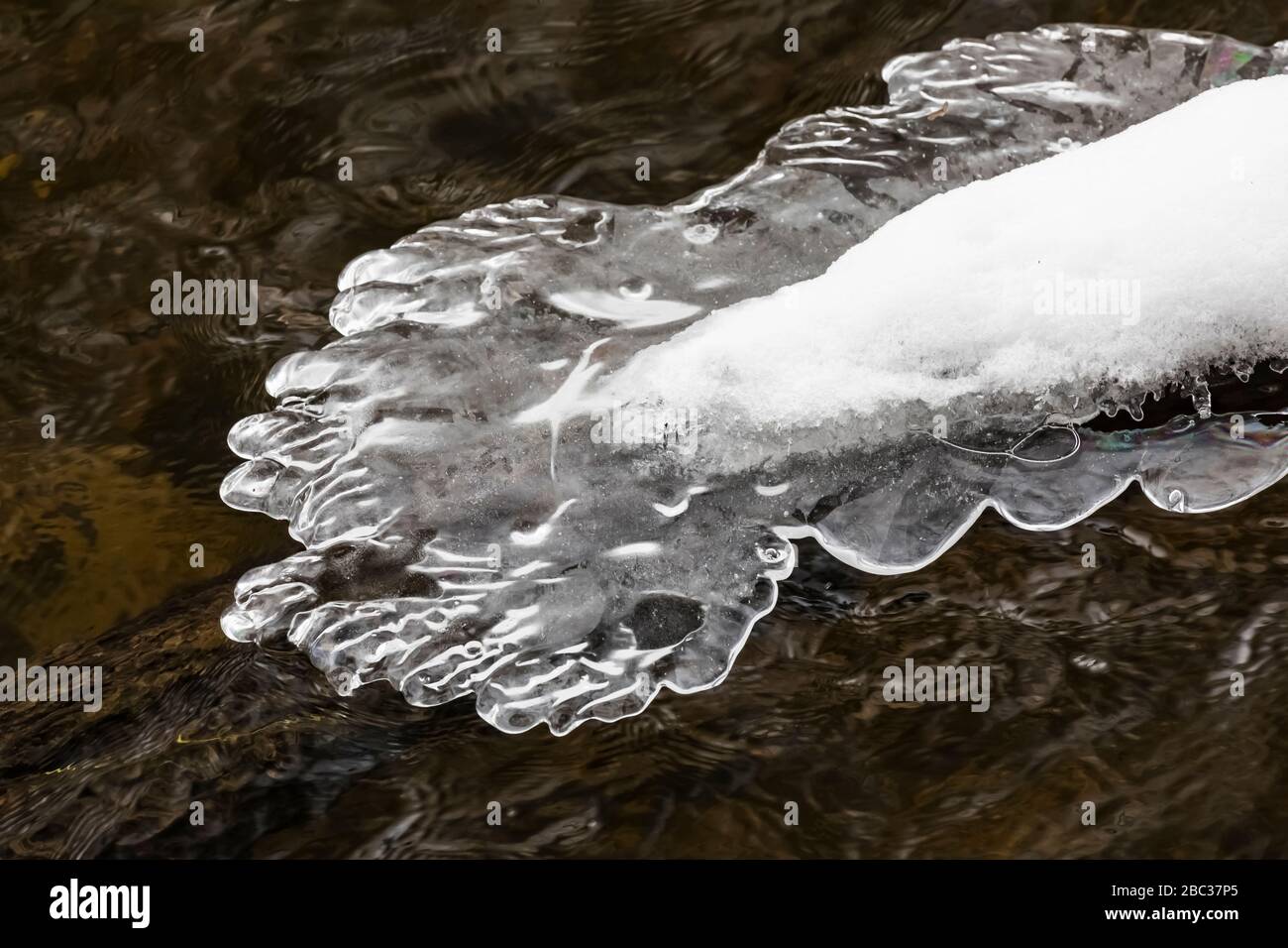 Il ghiaccio si accumula durante un periodo di tempo freddo su rami e tronchi di alberi nel fiume Chippewa, il Parco Naturale di Deerfield, il Monte Pleasant, Michigan, U. Foto Stock