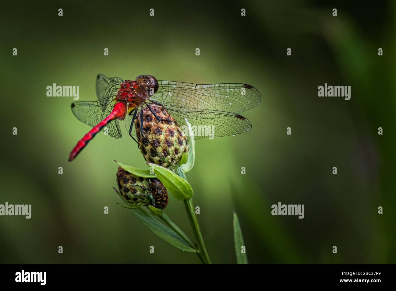 Una libellula Ruby Meadowhawk tiene sotto controllo il lungolago alla Scotts Run Foto Stock