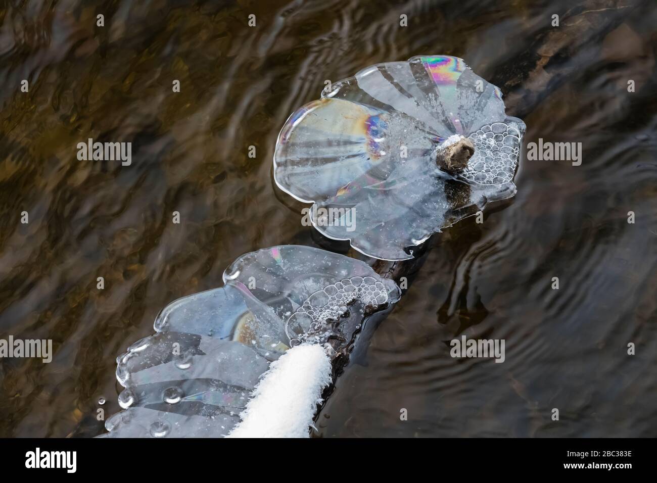 Il ghiaccio si accumula durante un periodo di tempo freddo su rami e tronchi di alberi nel fiume Chippewa, il Parco Naturale di Deerfield, il Monte Pleasant, Michigan, U. Foto Stock