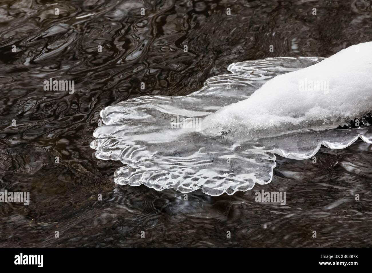 Il ghiaccio si accumula durante un periodo di tempo freddo su rami e tronchi di alberi nel fiume Chippewa, il Parco Naturale di Deerfield, il Monte Pleasant, Michigan, U. Foto Stock