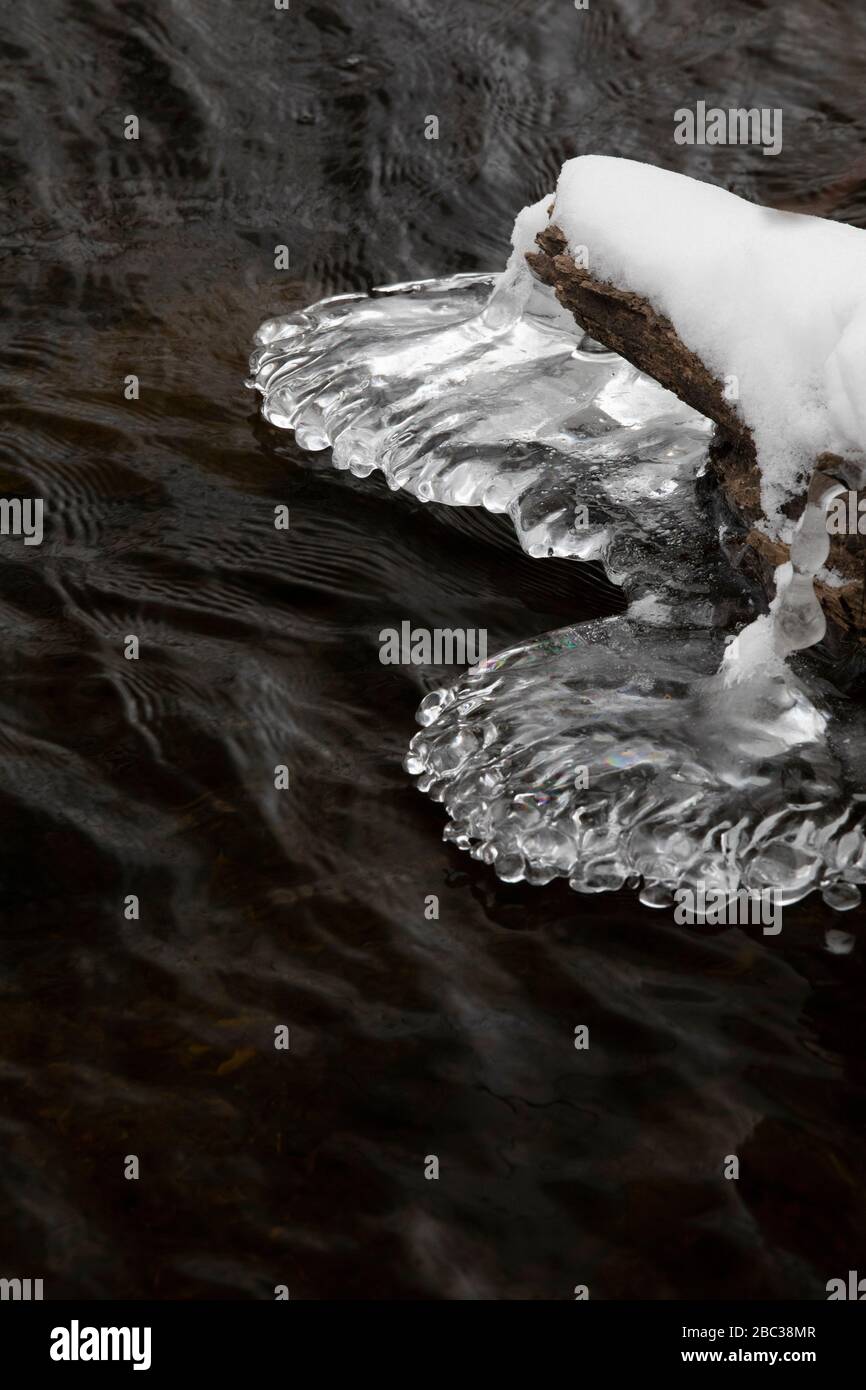 Il ghiaccio si accumula durante un periodo di tempo freddo su rami e tronchi di alberi nel fiume Chippewa, il Parco Naturale di Deerfield, il Monte Pleasant, Michigan, U. Foto Stock
