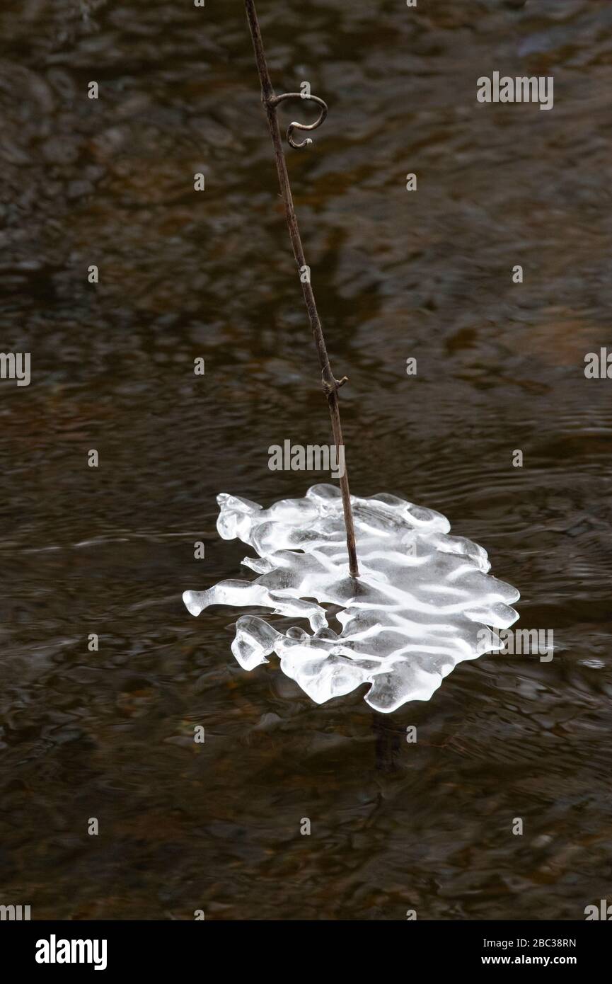 Il ghiaccio si accumula durante un periodo di tempo freddo su rami e tronchi di alberi nel fiume Chippewa, il Parco Naturale di Deerfield, il Monte Pleasant, Michigan, U. Foto Stock
