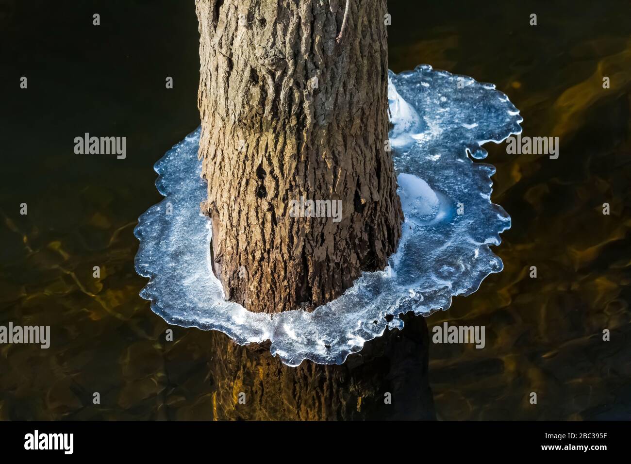 Il ghiaccio si accumula durante un periodo di tempo freddo su rami e tronchi di alberi nel fiume Chippewa, il Parco Naturale di Deerfield, il Monte Pleasant, Michigan, U. Foto Stock
