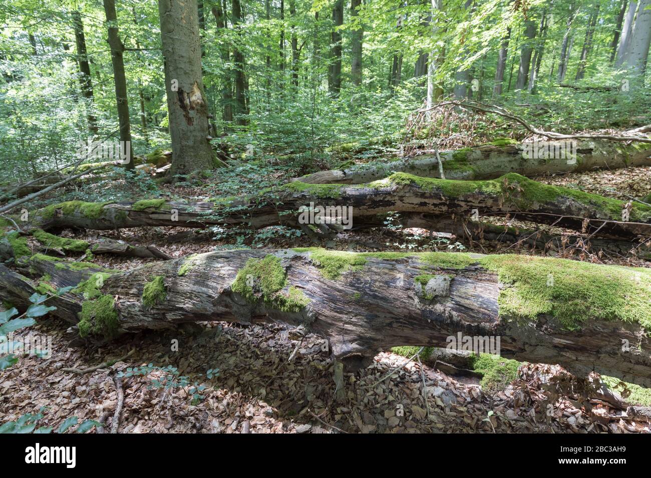 tronchi di albero morti nella foresta decidua tedesca Foto Stock