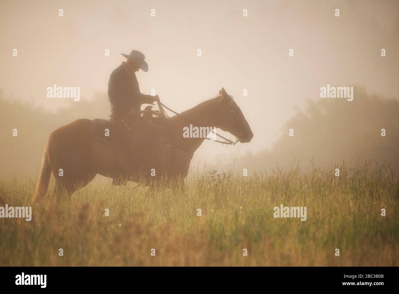 Una foto di un cowboy seduto su è cavallo su una mattina nebbiosa. Foto Stock