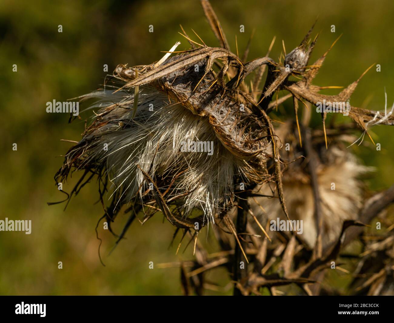 Primo piano dei fiori secchi del thistle con semi che si diffondono alla fine dell'estate, fuoco selettivo, sfondo verde. Foto Stock