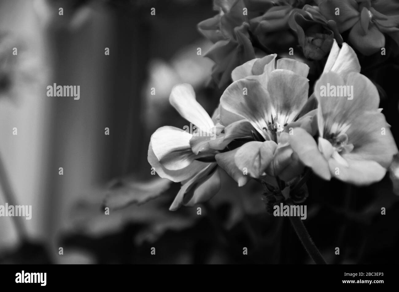 vista ravvicinata del fiore di pelargonio Foto Stock