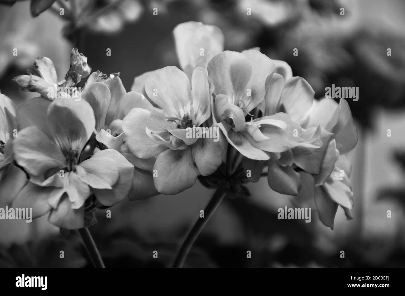 vista ravvicinata del fiore di pelargonio Foto Stock