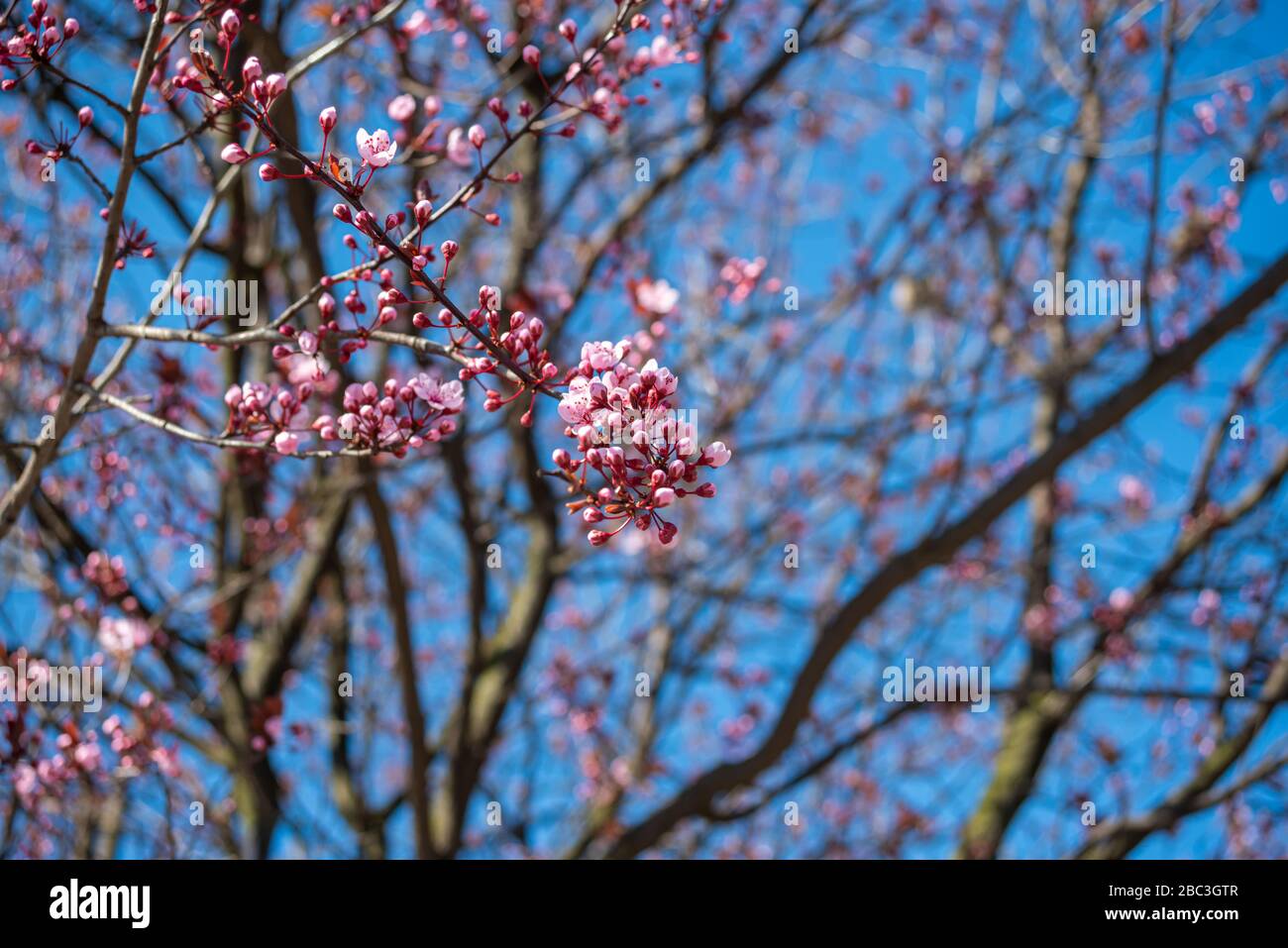 Bella primavera ramo di fiori rosa fiore su cielo blu Foto Stock