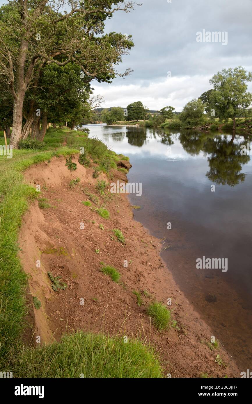 Bank erosione, River Eden, Lazonby, Cumbria, Regno Unito Foto Stock