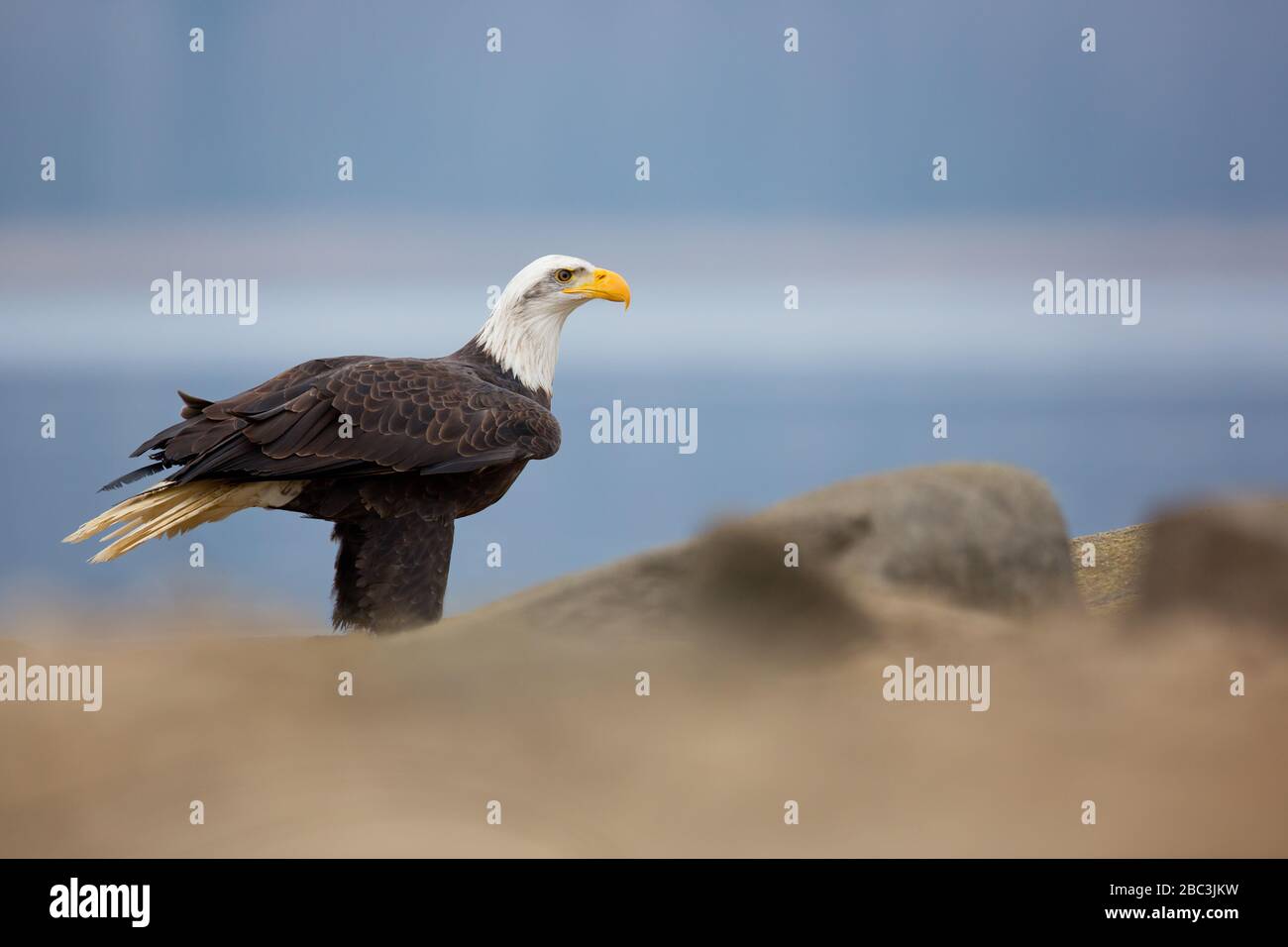 L'aquila calva (Haliaeetus leucocephalus) è un uccello di preda trovato in Nord America. Foto Stock