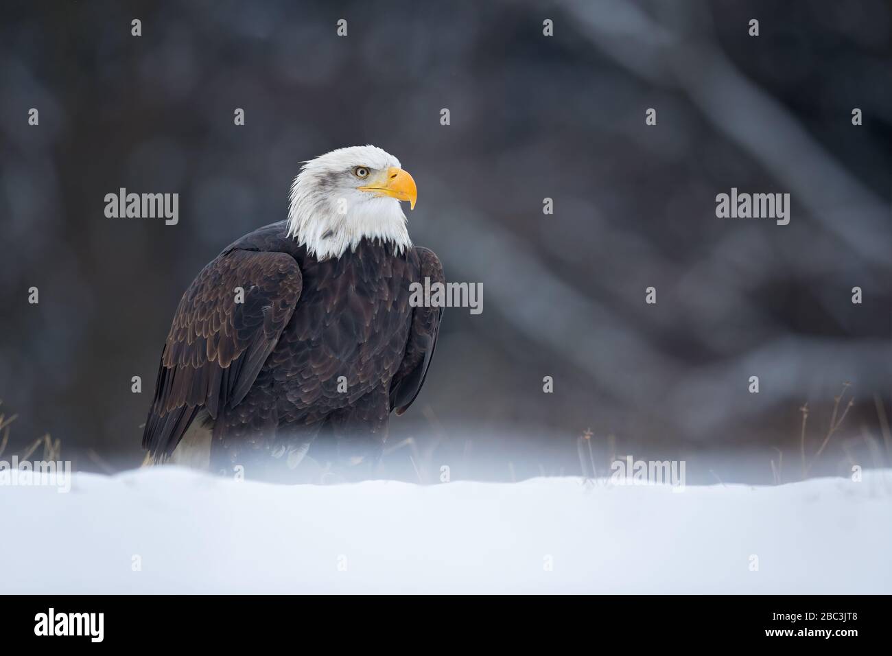 L'aquila calva (Haliaeetus leucocephalus) è un uccello di preda trovato in Nord America. Foto Stock