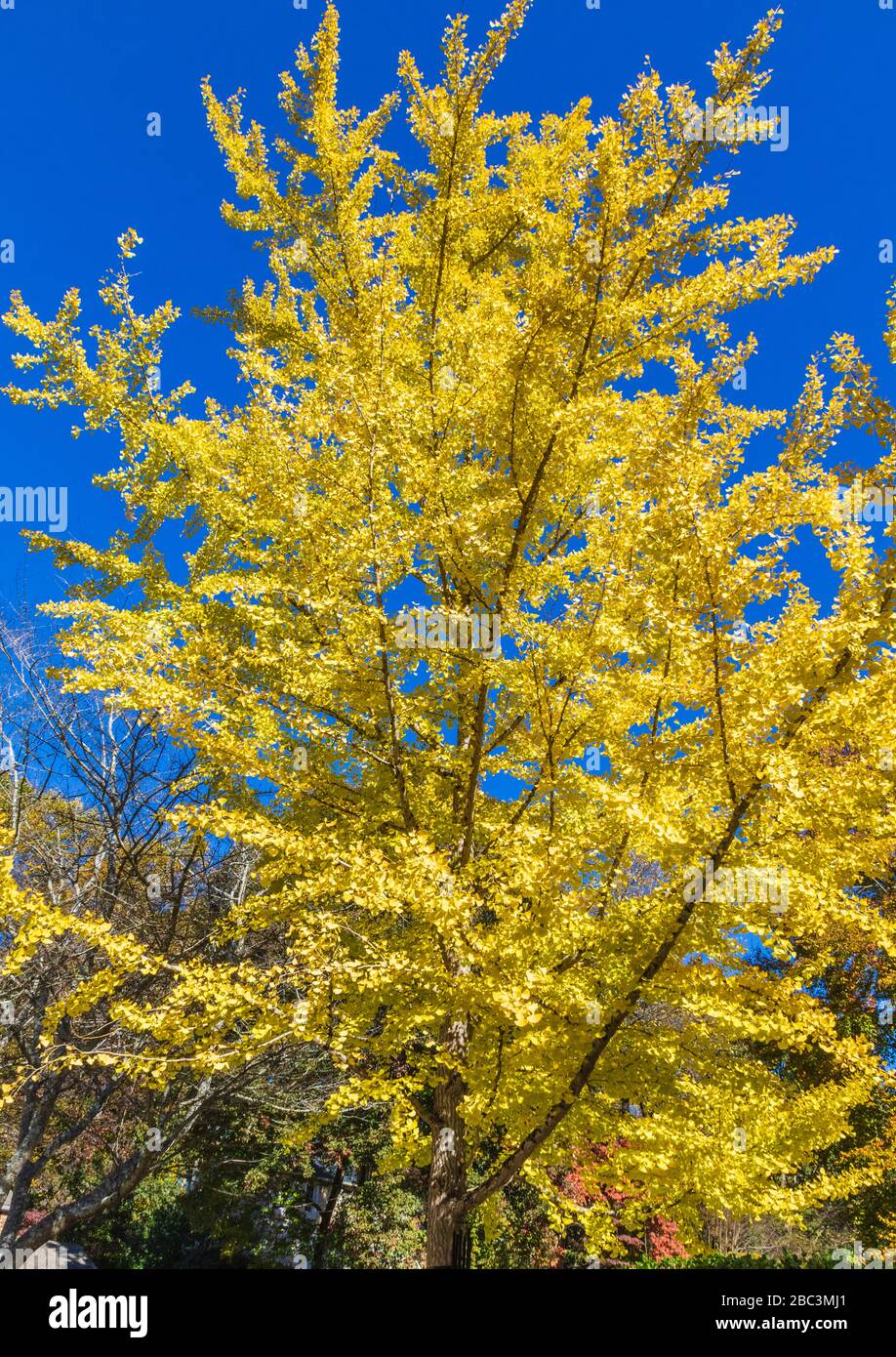 Ginkgo Tree in autunno colore a Marietta, Georgia. Foto Stock