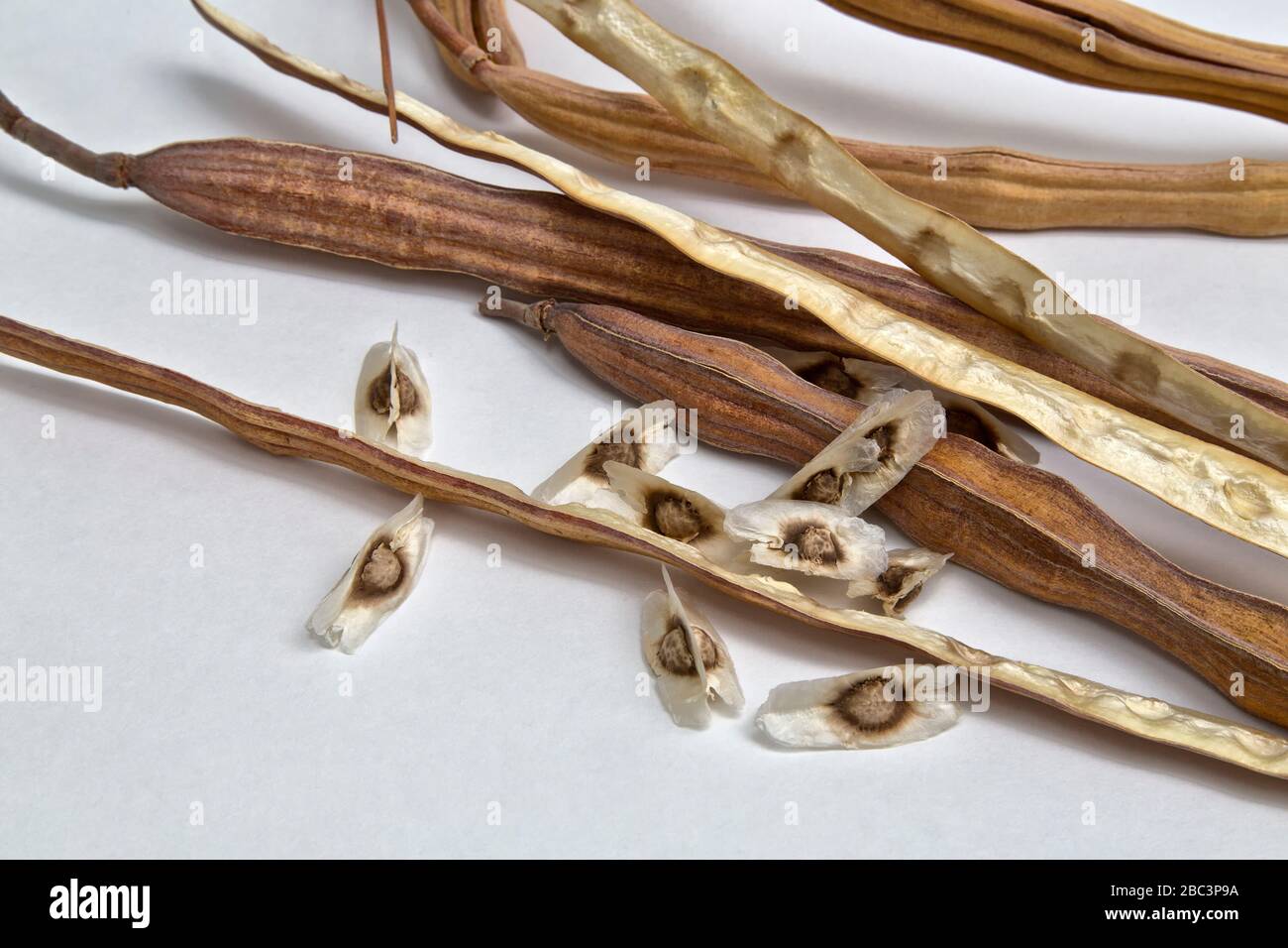 Moriinga 'oringa oleifera' cialde di semi secchi, anche conosciuto come bastone, ben-olio, ravanello di cavallo & albero di doccia d'oro. Foto Stock