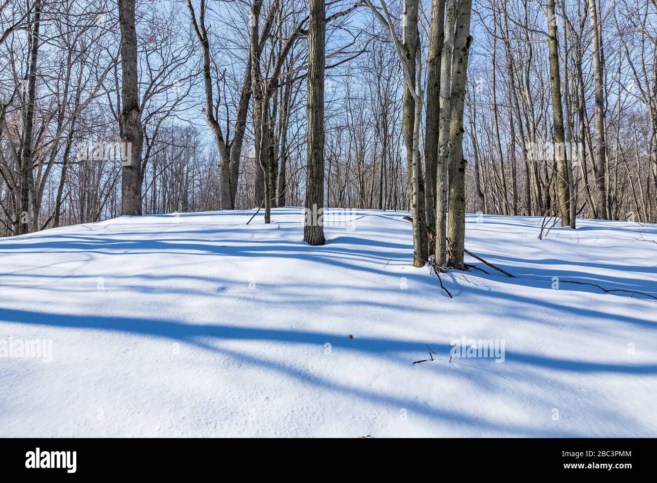 Ombre di albero di inverno che attraversano la coperta di neve alla riserva naturale di Bundy Hill in Isabella Country, Michigan, Stati Uniti Foto Stock
