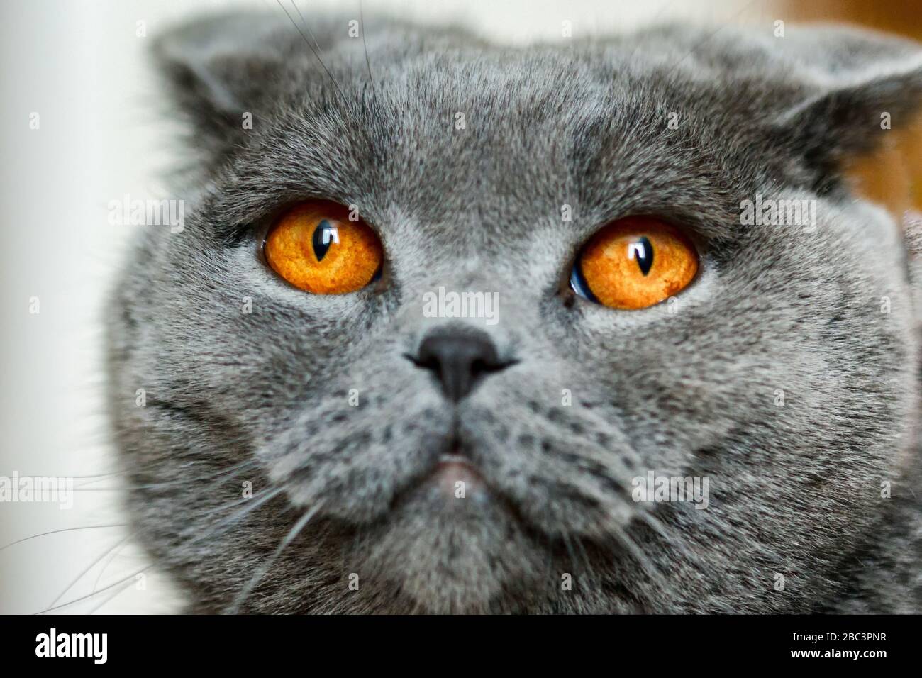La Scottish Fold è una razza di gatto domestico con un naturale dominante-mutazione del gene che interessa la cartilagine in tutto il corpo, causando le orecchie a fol Foto Stock