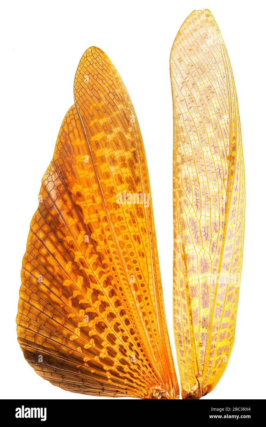 Primo piano sulle ali arancioni di una cavalletta Tropidotris Dux che assomiglia alle vele di una barca a vela Foto Stock