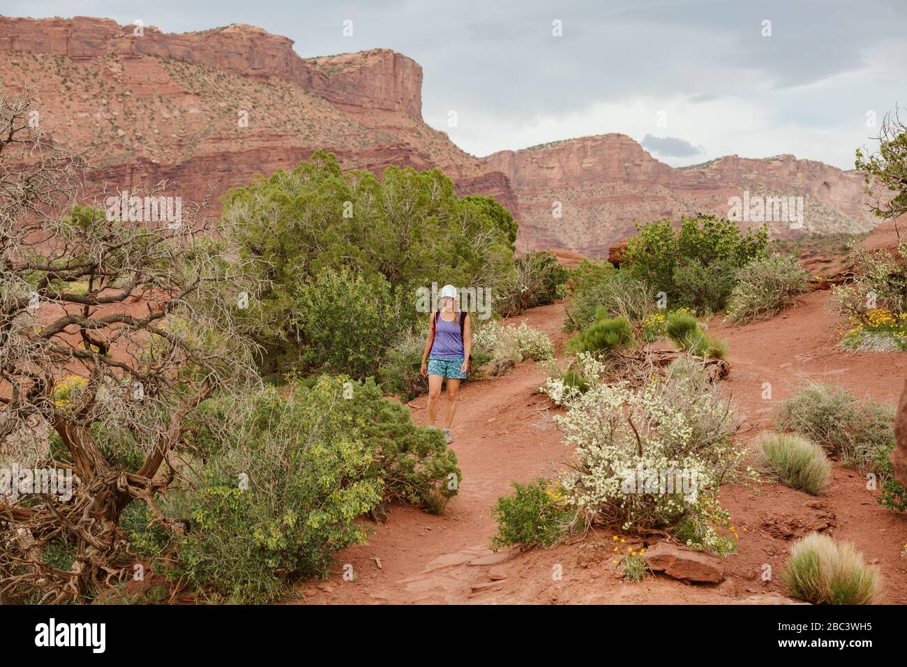 escursioni lungo il sentiero rosso tra le piante desertiche nei pressi di moab utah Foto Stock