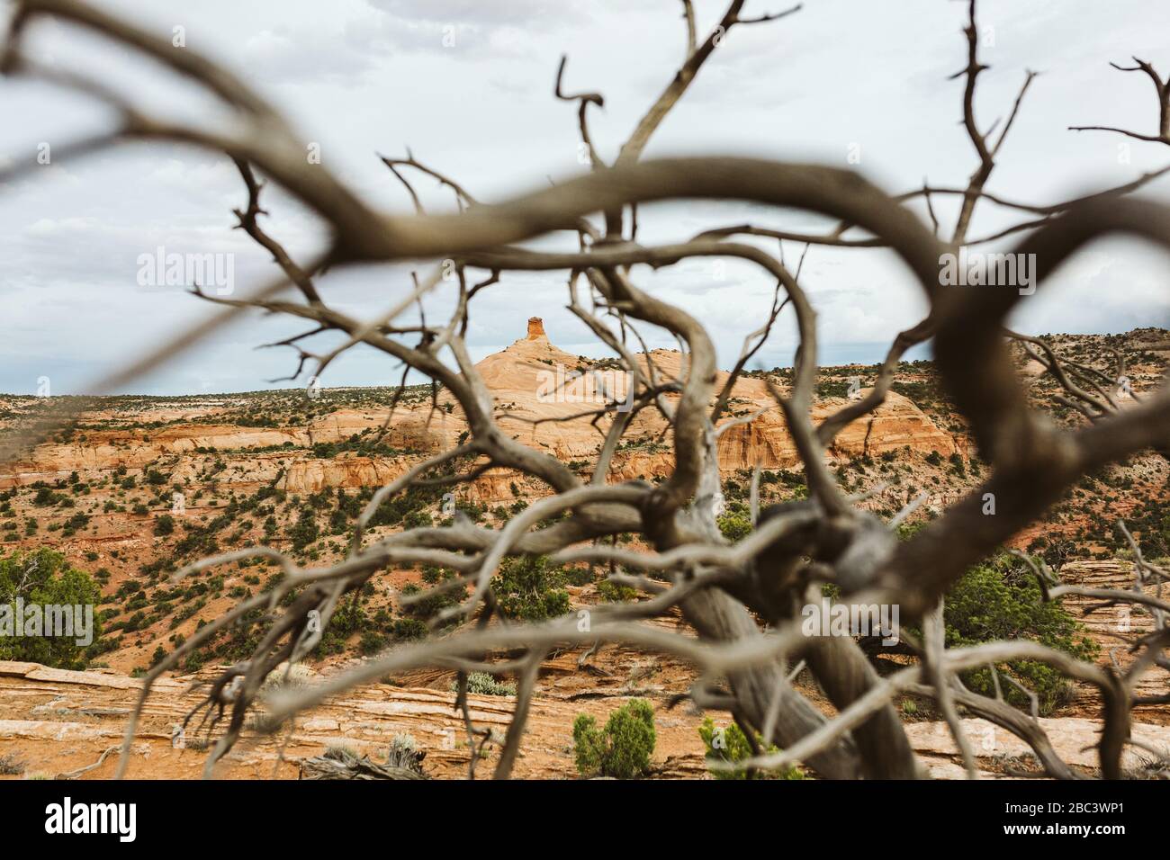 guardando attraverso un albero morto tortuoso alle formazioni rocciose rosse dello utah Foto Stock