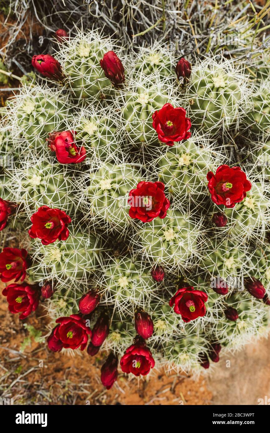 fiori rossi circolari di cactus tazza di claret sparato dall'alto Foto Stock