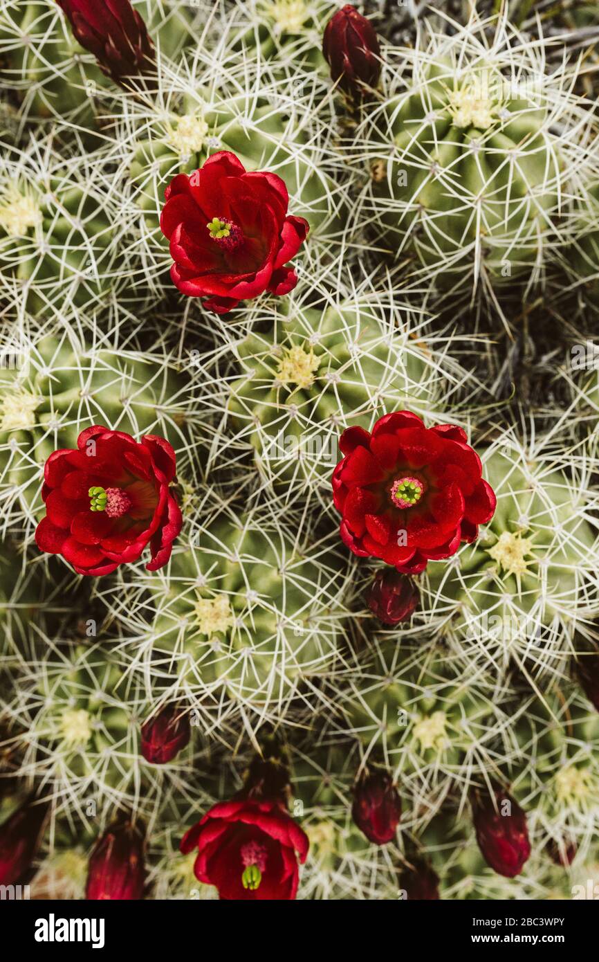 rosso claret coppa fiori cactus fioritura da sopra Foto Stock