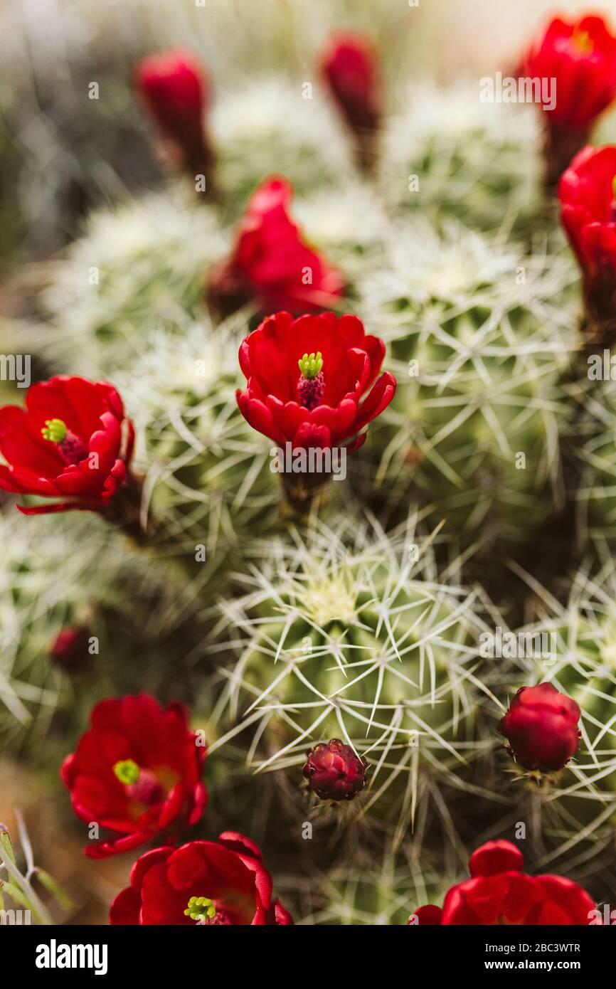 claret Cup cactus fioritura fiori rossi nei deserti degli Stati Uniti occidentali Foto Stock