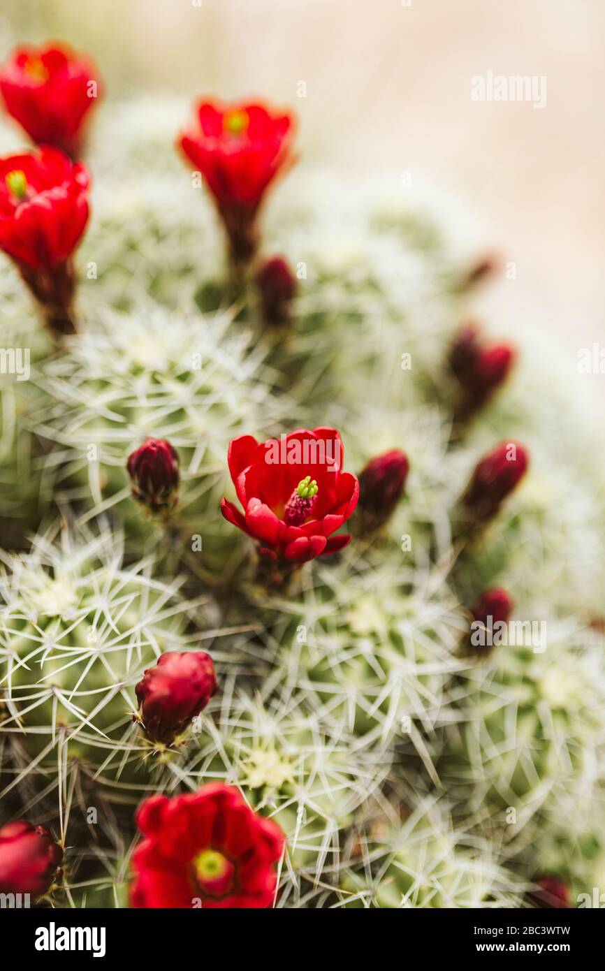 fiori rossi singoli su una tazza di clareto cactus fiorisce al crepuscolo del deserto Foto Stock