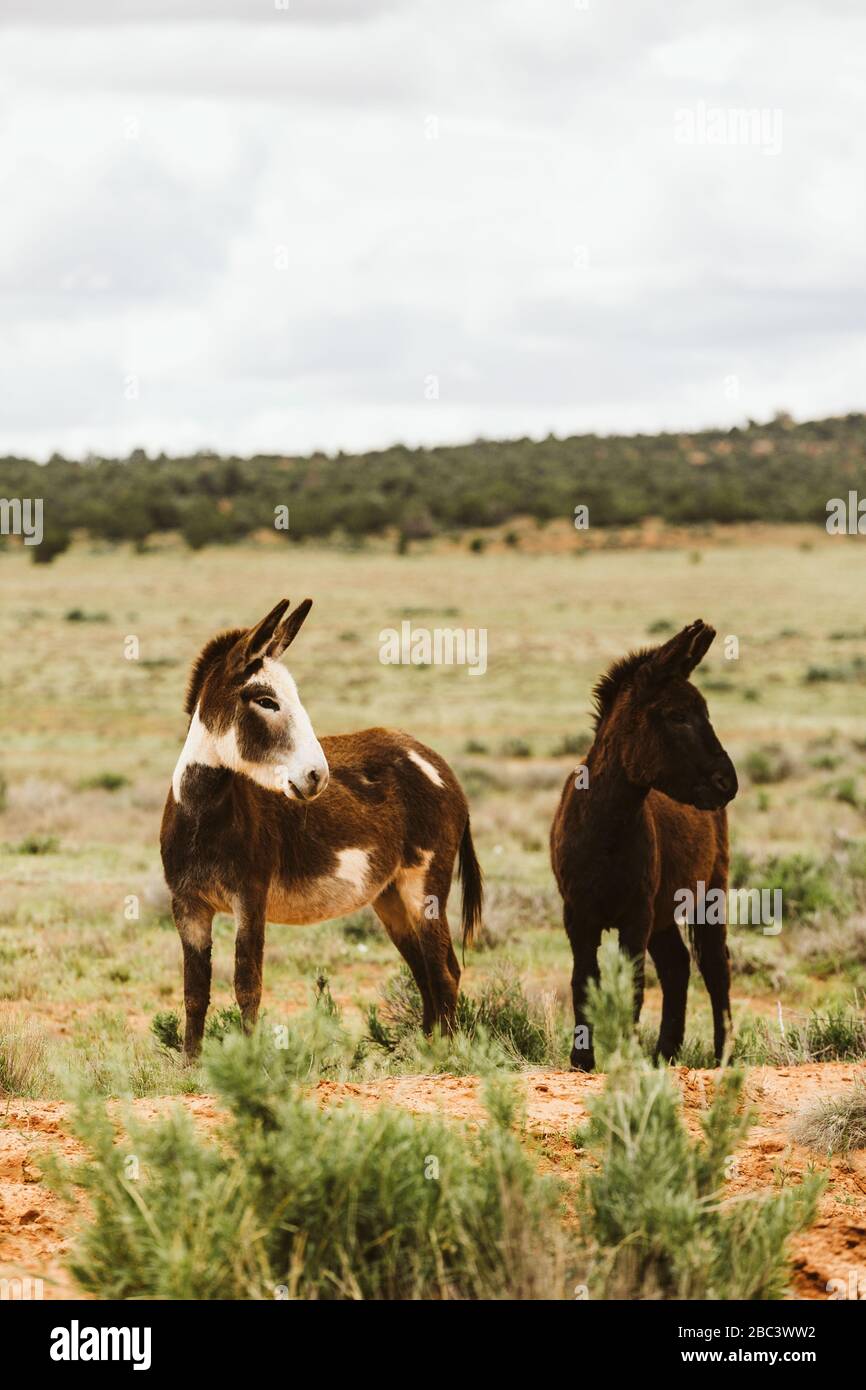 Due burros selvaggi guardare a sinistra con le orecchie puntate nella terra BLM dello Utah Foto Stock
