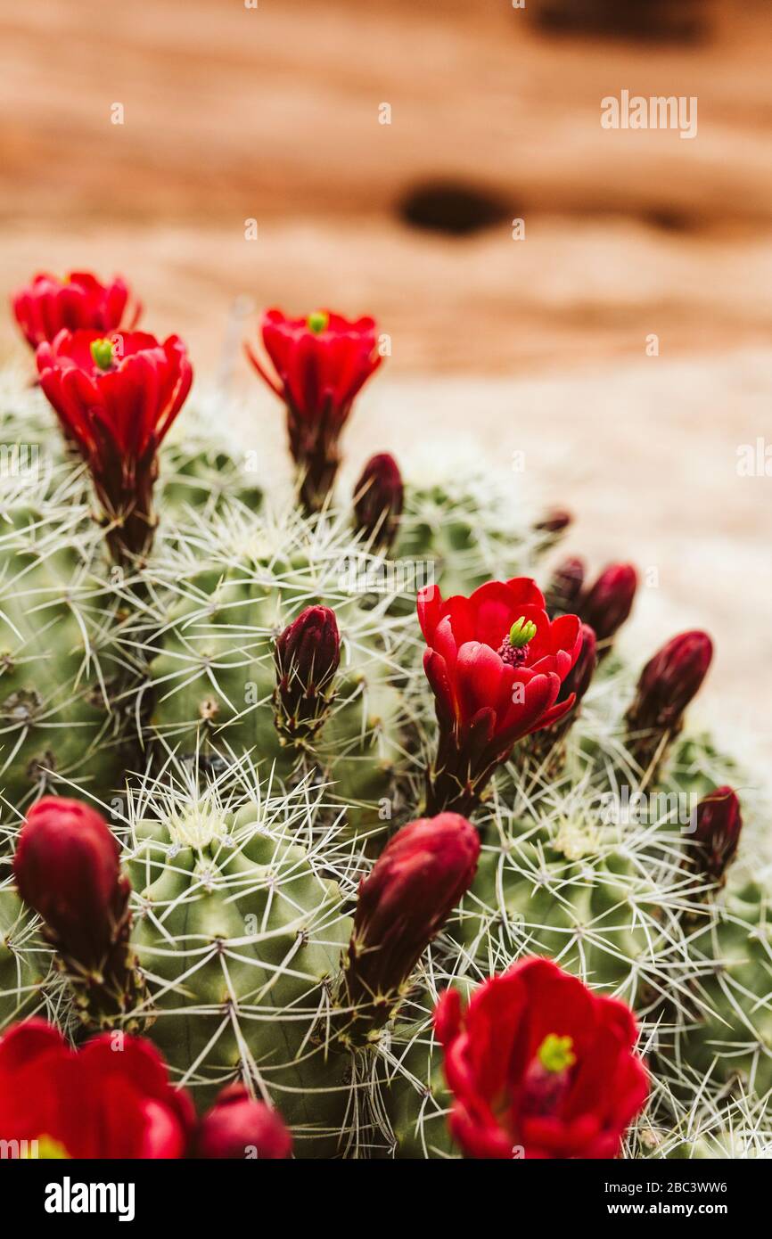 Fioritura stagionale di una tazza di clareto cactus nei deserti degli Stati Uniti occidentali Foto Stock