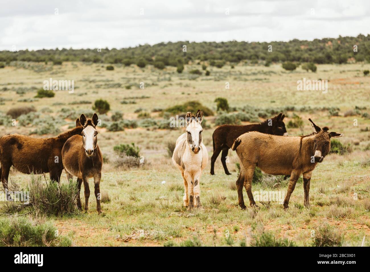 Il gregge di burros selvaggi di Sinbad al San Rafael si è rigonfiato nel deserto dello Utah Foto Stock