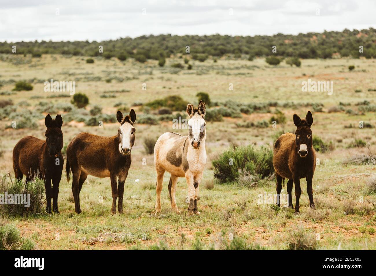 gruppo di burros selvatici che fanno una foto sulla terra blm del deserto dello utah Foto Stock