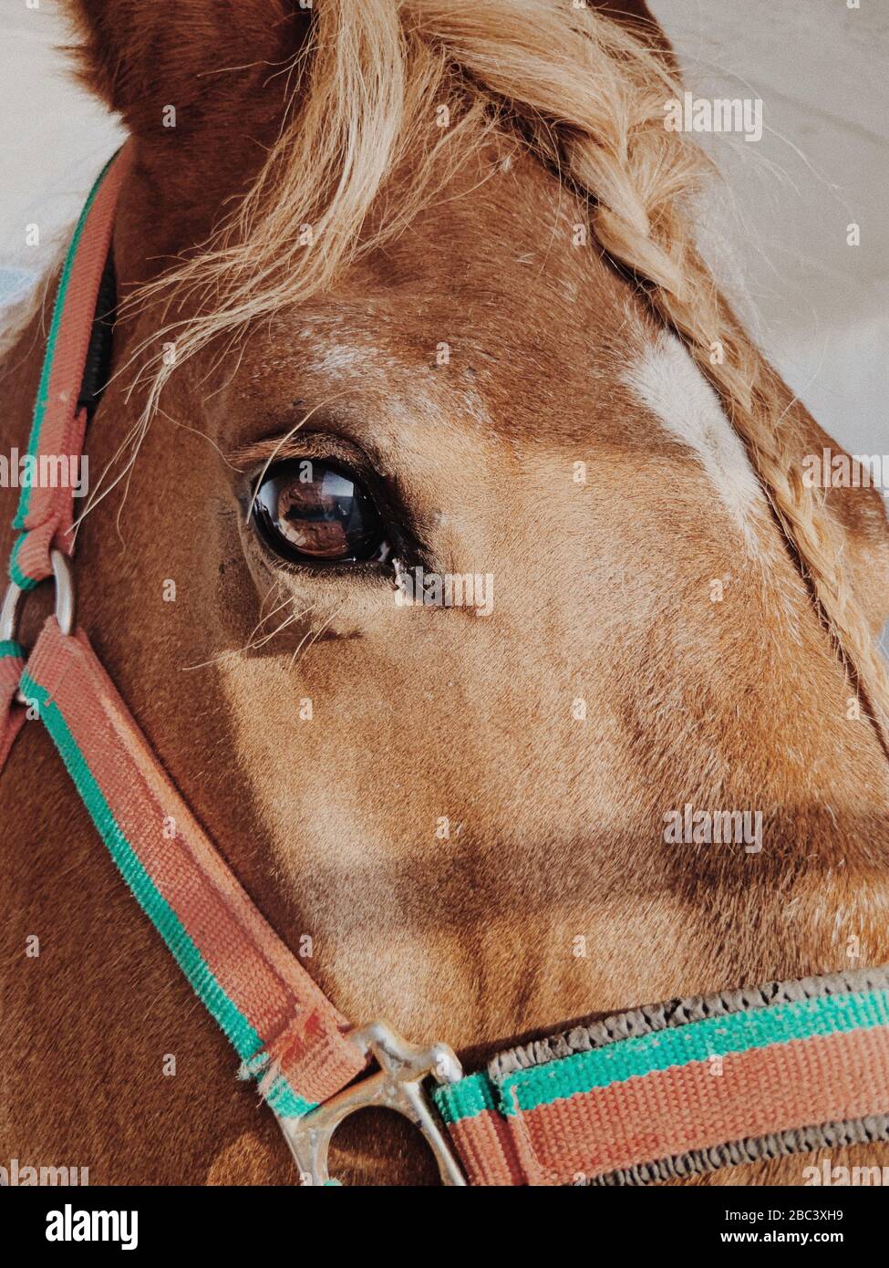Primo piano di una testa di cavallo marrone Foto Stock