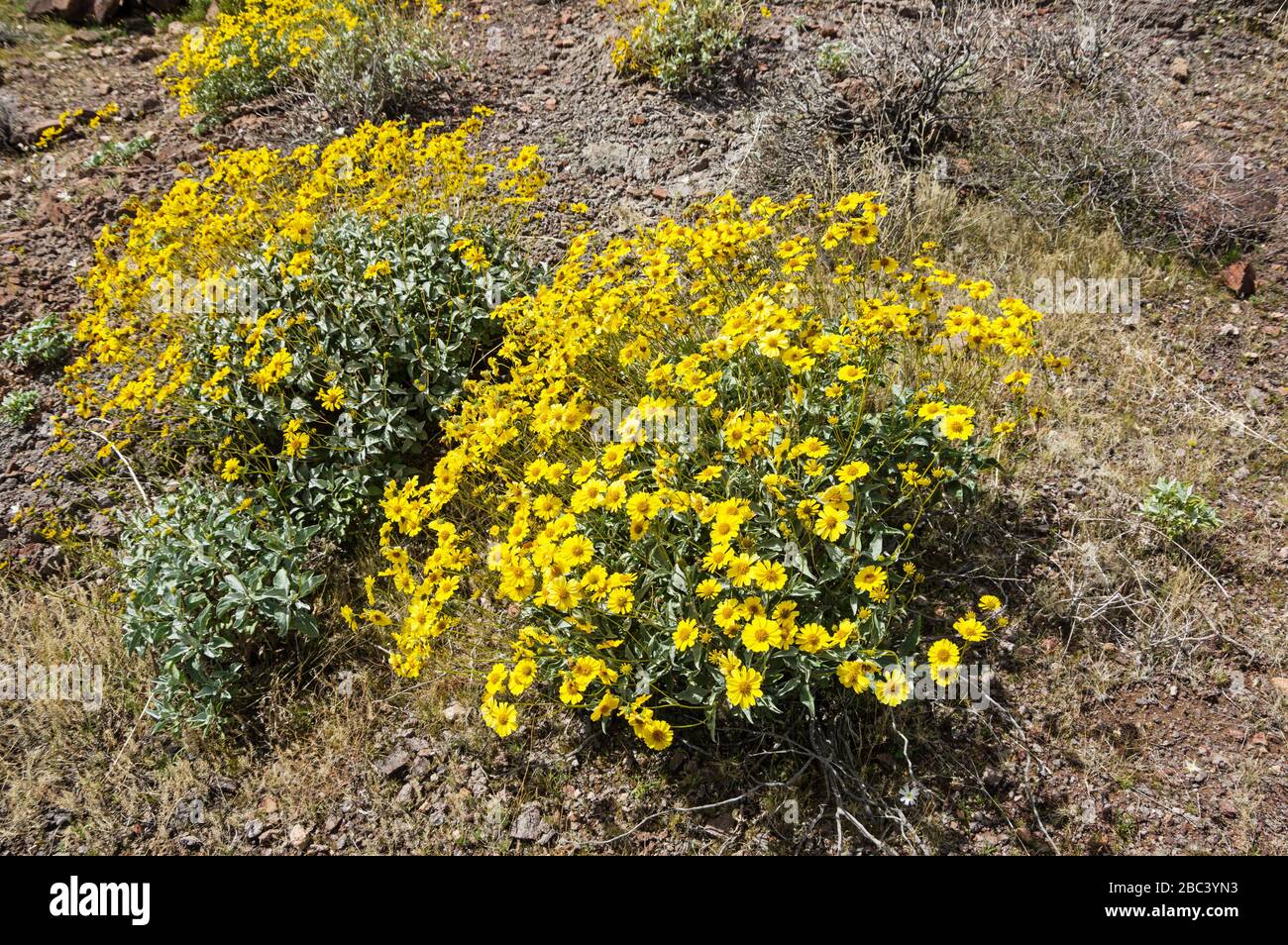 Brrittlebrush o Encilia farinosa fiori selvatici gialli fioriscono nel deserto Mojave della California meridionale Foto Stock