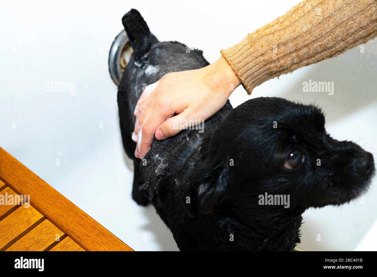 Donna che raccoglie un cane nero. Concetto di esposizione del cane. Foto Stock