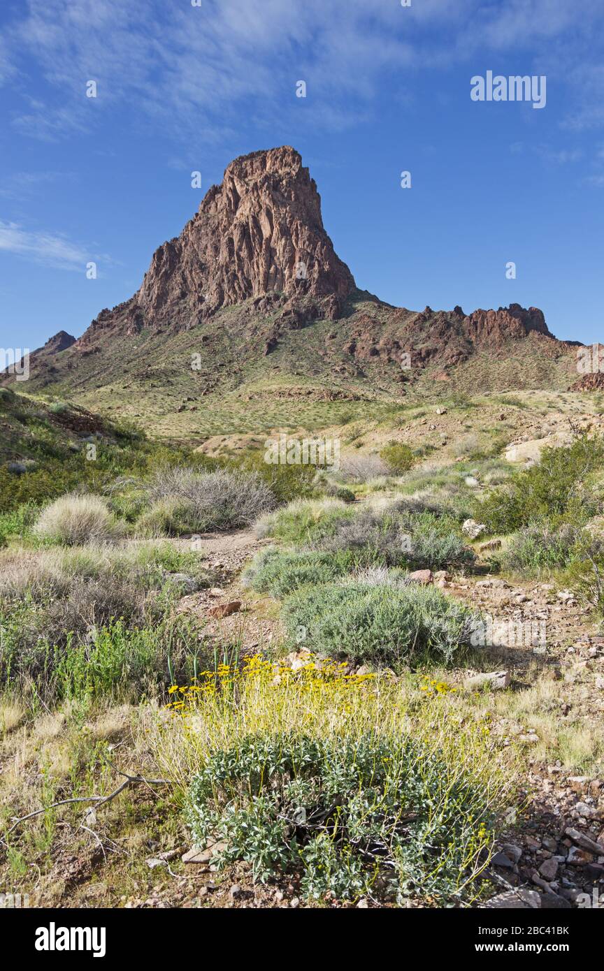 Moopah Peak nel deserto di Mojave della California con fiori selvatici primaverili in fiore Foto Stock