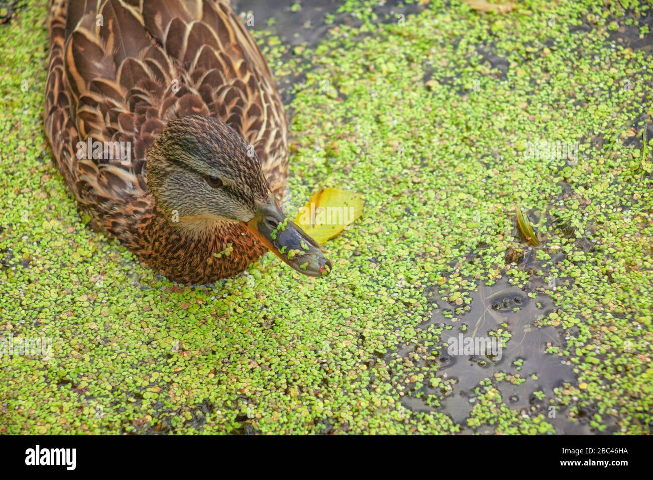 mallard anatra nuotando da canne e lilys d'acqua Foto Stock