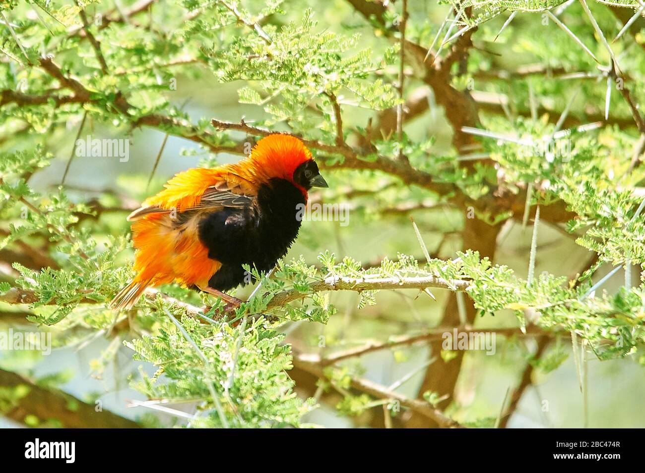 Un uccello del Vescovo Rosso del Sud con piume soffrigonfate, perching in un albero acia Foto Stock