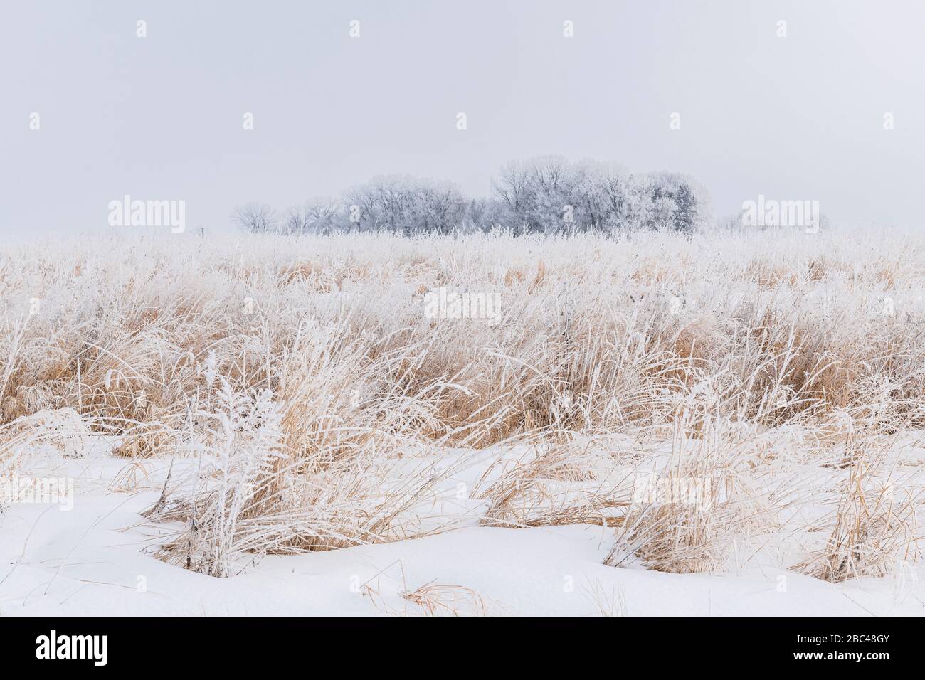 Hoarfrost (rime frost) che copre prateria erbe, inverno, Midwest USA, di Dominique Braud/Dembinsky Photo Assoc Foto Stock