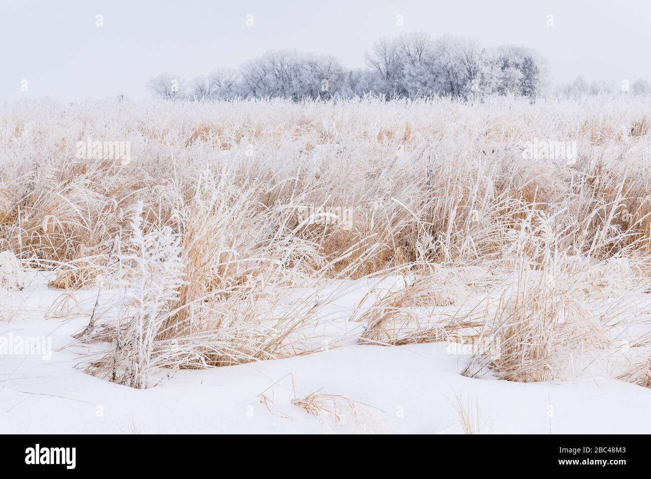 Hoarfrost (rime frost) che copre prateria erbe, inverno, Midwest USA, di Dominique Braud/Dembinsky Photo Assoc Foto Stock