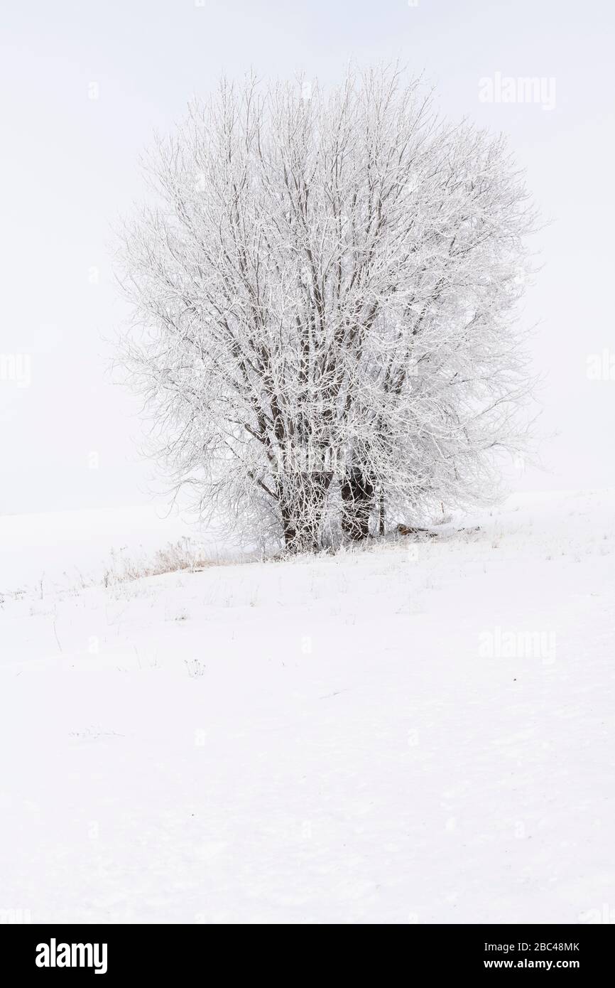 Hoarfrost (rime frost), Silver Maple Trees (Acer saccharinum), Minnesota, febbraio, USA, di Dominique Braud/Dembinsky Photo Assoc Foto Stock