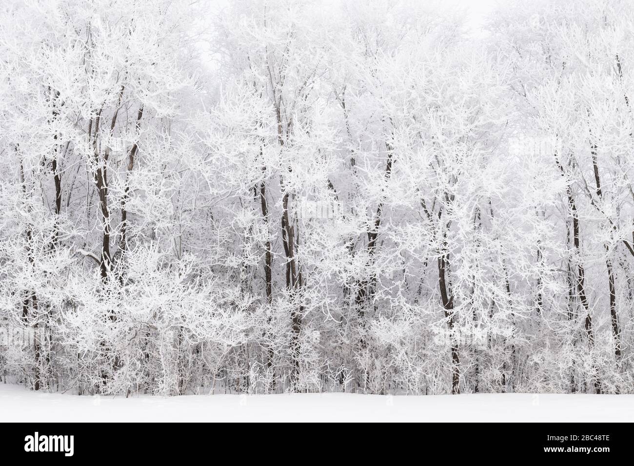 Hoarfrost (rime frost) che copre prati e alberi di prateria, inverno, centrocampante USA, da Dominique Braud/Dembinsky Photo Assoc Foto Stock