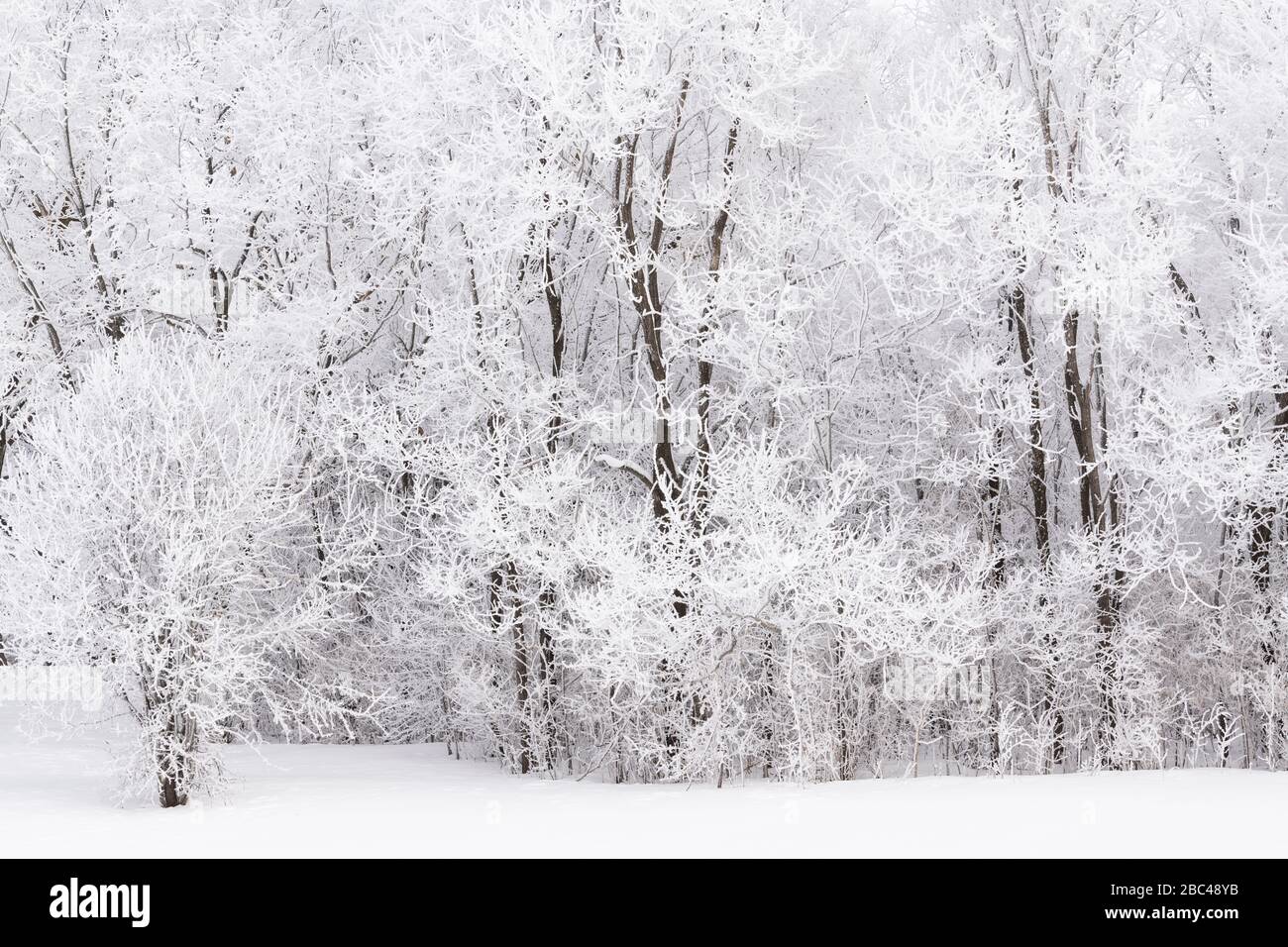Hoarfrost (rime frost) che copre prati e alberi di prateria, inverno, centrocampante USA, da Dominique Braud/Dembinsky Photo Assoc Foto Stock