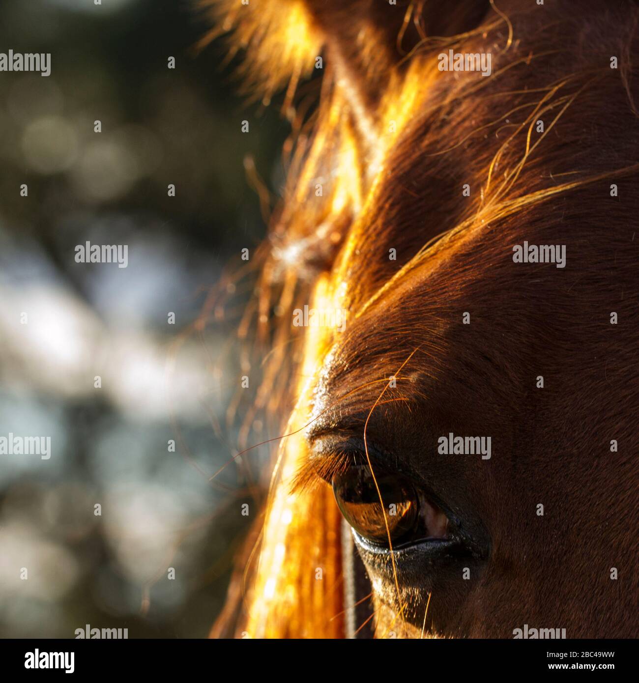 Closeup dell'occhio del cavallo e fronte con luce solare in mane Foto Stock